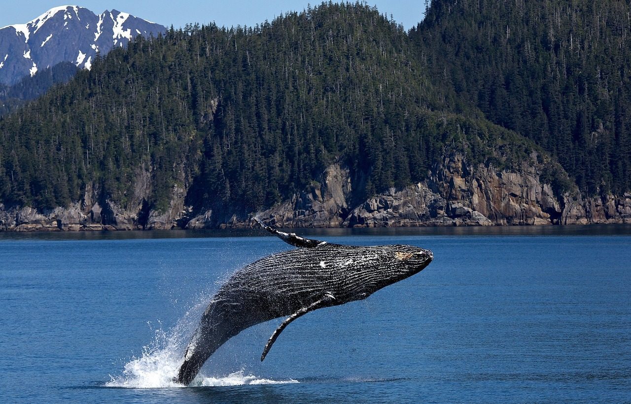 Le Canada investit dans des initiatives scientifiques pour protéger les baleines
