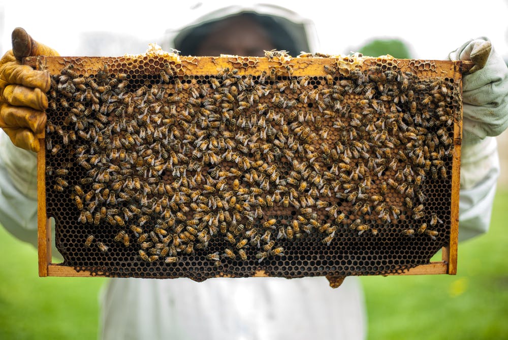 Un capteur intelligent s’immisce parmi les abeilles