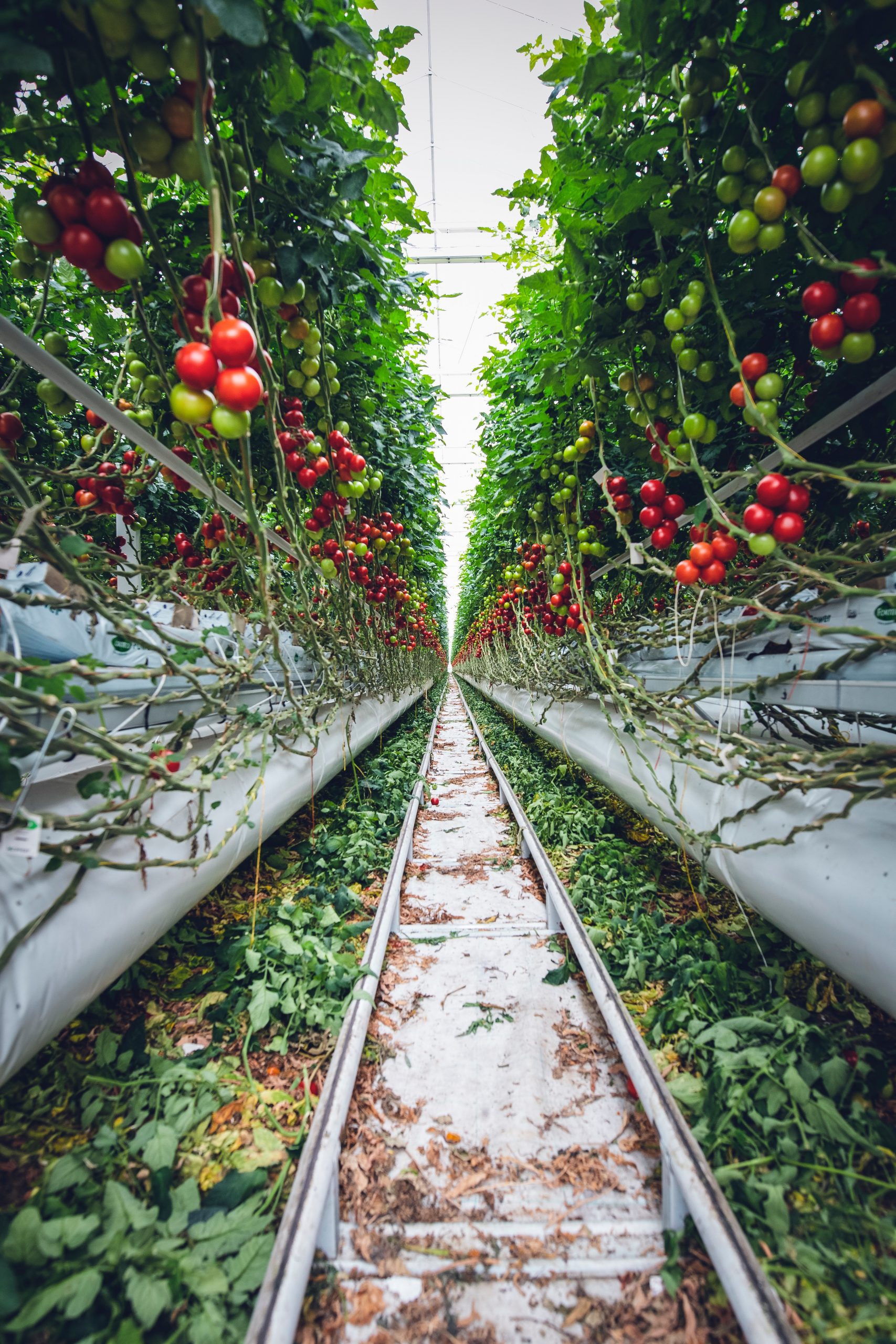 Rendre les serres agricoles québécoises plus intelligentes