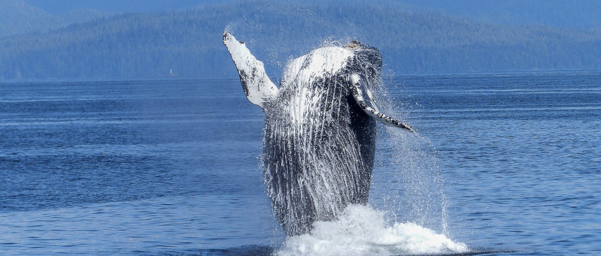 Un algorithme pour repérer les baleines