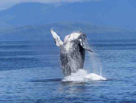 Un algorithme pour repérer les baleines