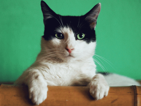 [ANALYSE] Le chat de Schrödinger est-il vivant ou mort ?