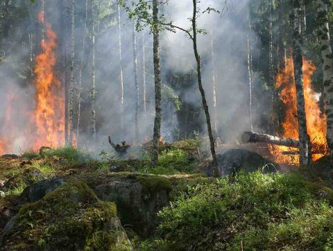 Le Fédéral lance un défi aux innovateurs pour réduire le risque de feux de forêts
