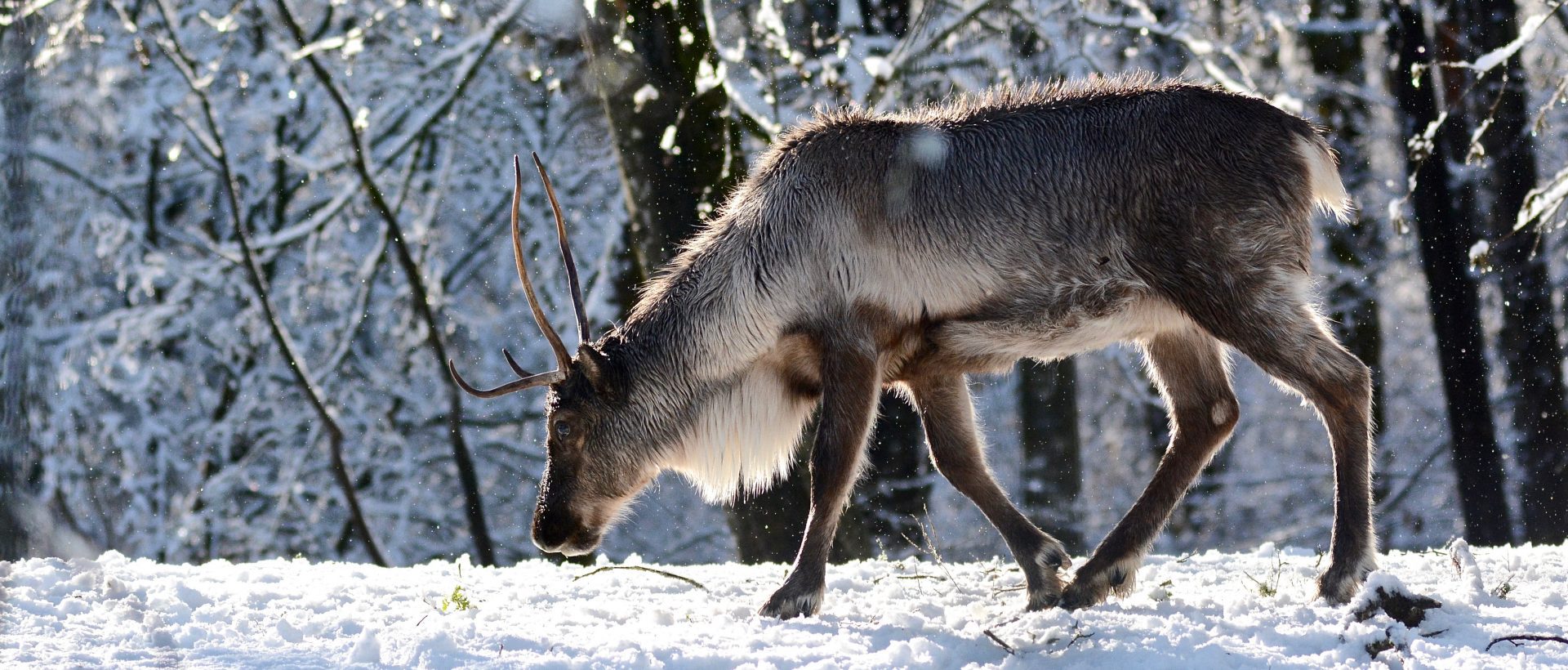 COP15 – Protéger la survie de nos caribous grâce aux technologies innovantes