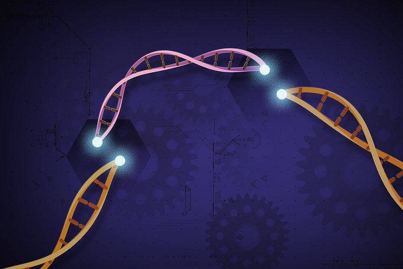 CRISPR-Cas9, la tentation de l’eugénisme repoussée par la communauté scientifique