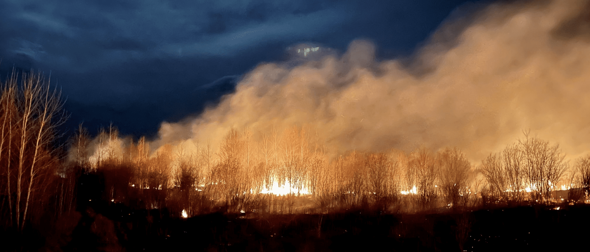L’IA pour lutter contre les feux de forêt : une solution encore sous-exploitée