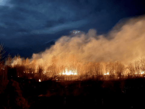 L’IA pour lutter contre les feux de forêt : une solution encore sous-exploitée